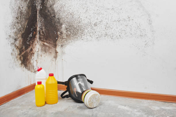 Best Emergency Mold Remediation in Hillsbo, OR