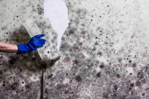 Best Commercial Mold Remediation in Hillsbo, OR
