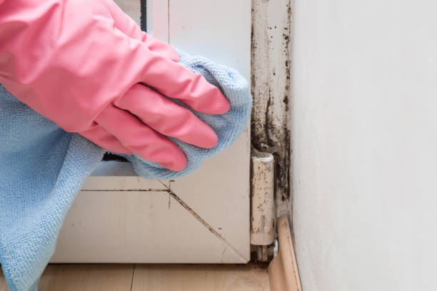 Best Localized Mold Remediation (e.g., coastal areas, humid climates) in Hillsbo, OR